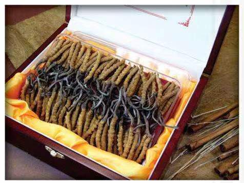 昔阳冬虫夏草回收